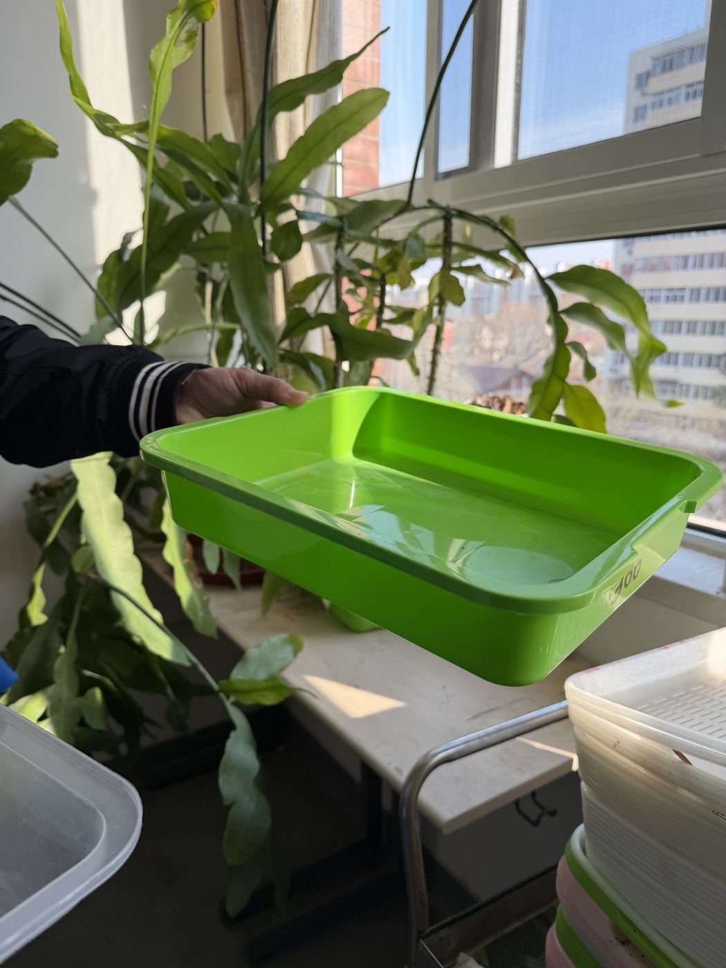 Alpine seedlings arriving at a Beijing school