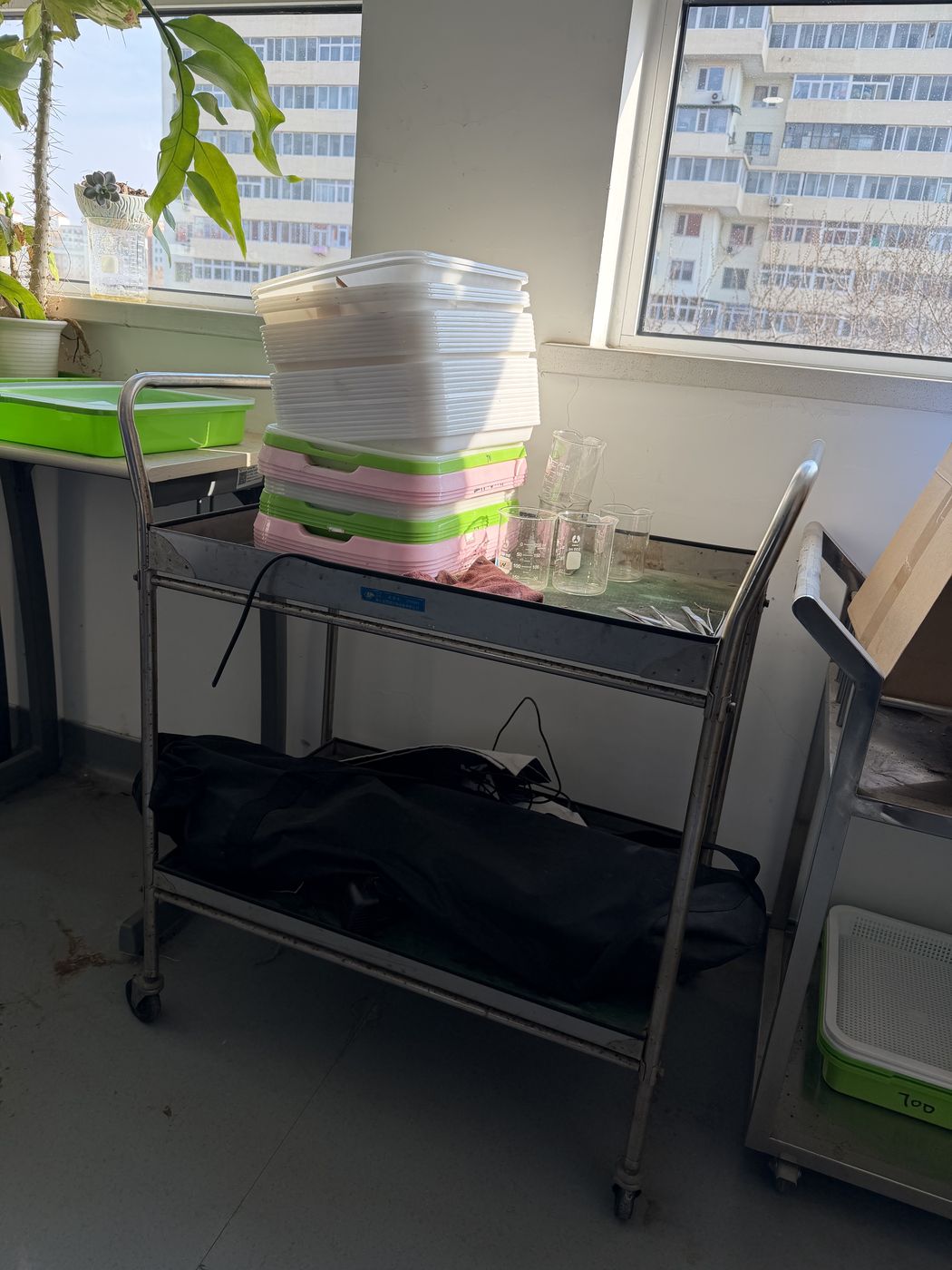 Seedlings cared for at school