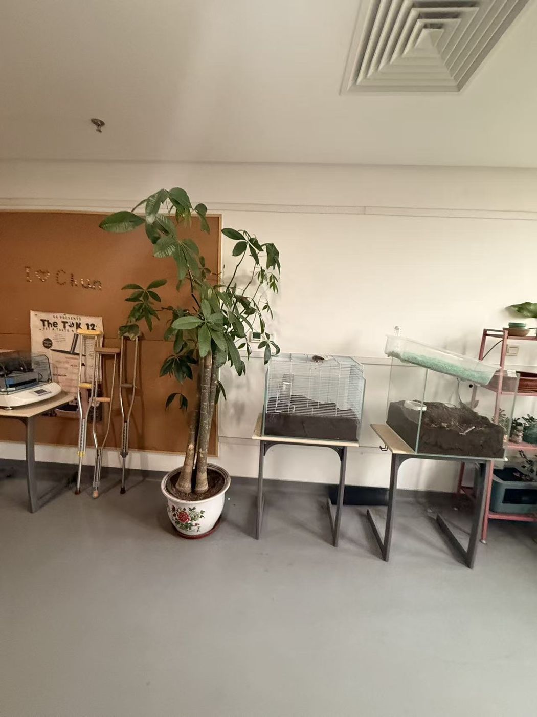 Caring for seedlings in Beijing