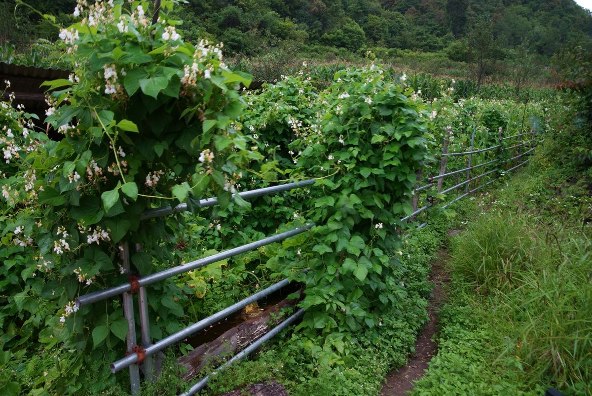 White beans, a local crop in Liju
