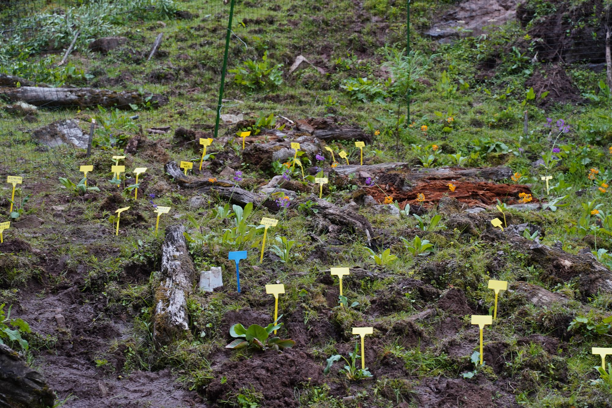 Alpine garden plots on the hillside of Liju