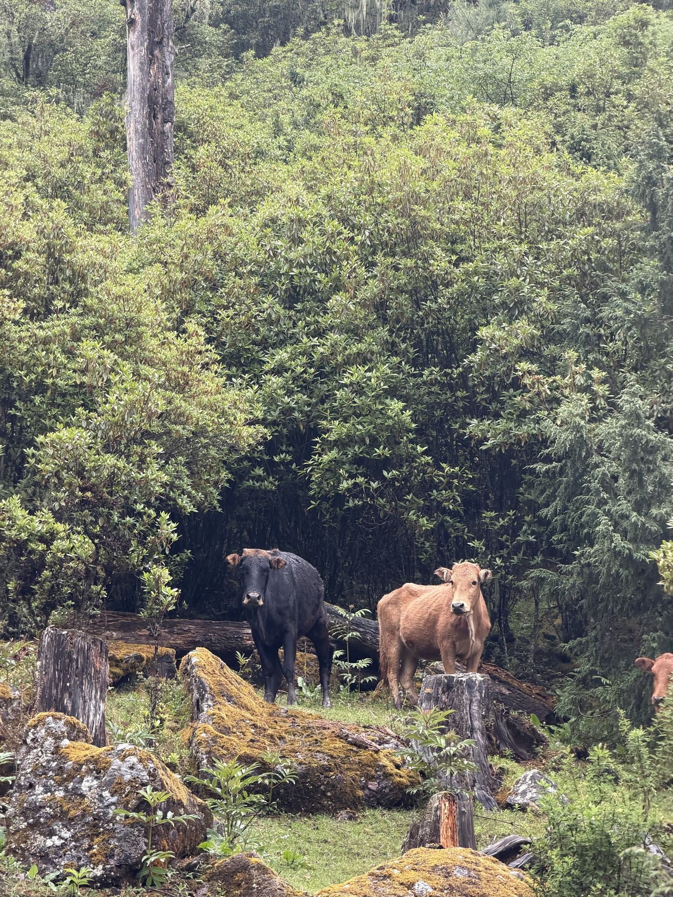 Livestock grazing at the edge of the forest