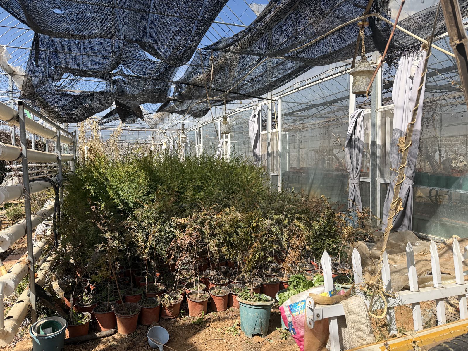 Greenhouse nursery at Lashi
