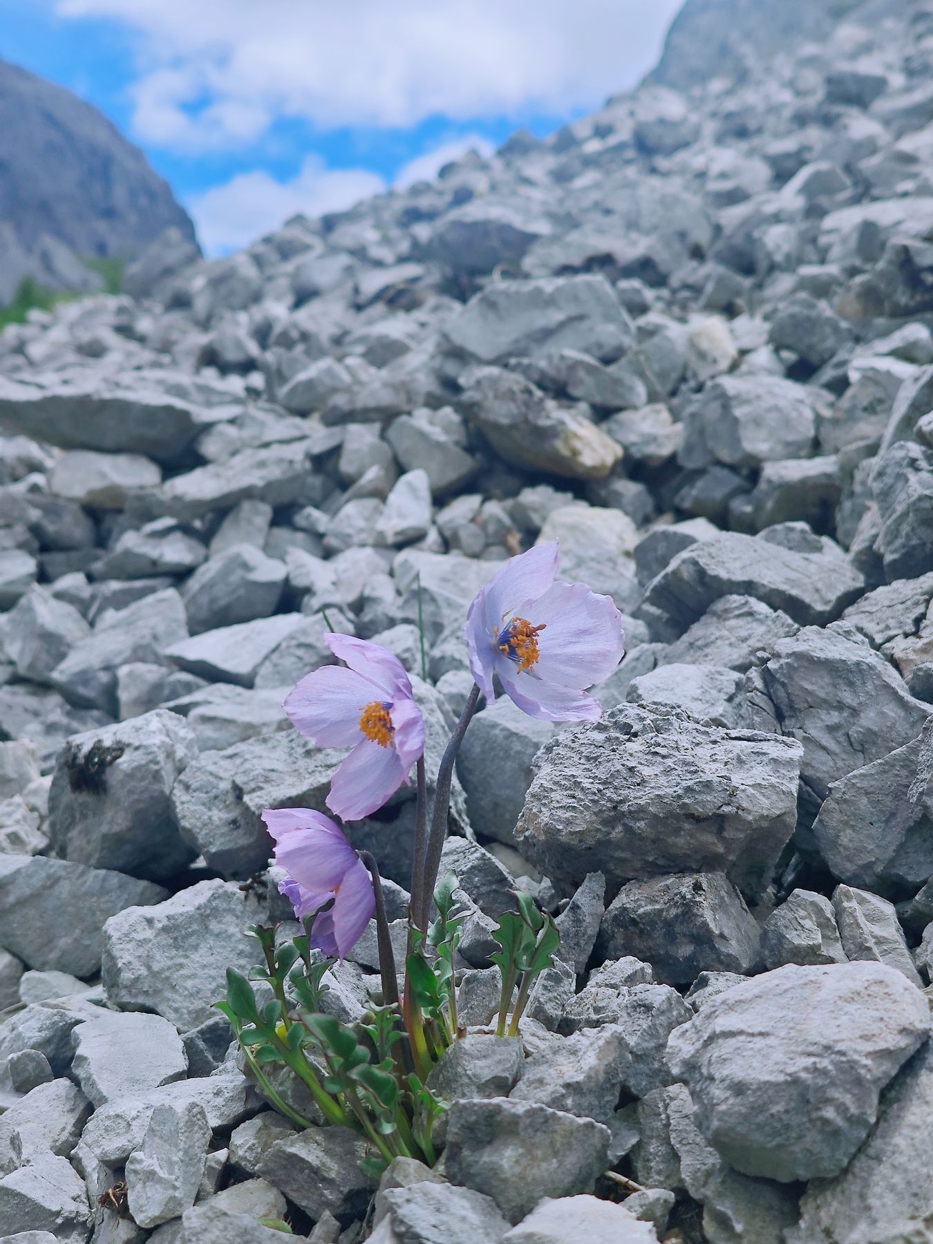 Meconopsis in alpine scree habitat
