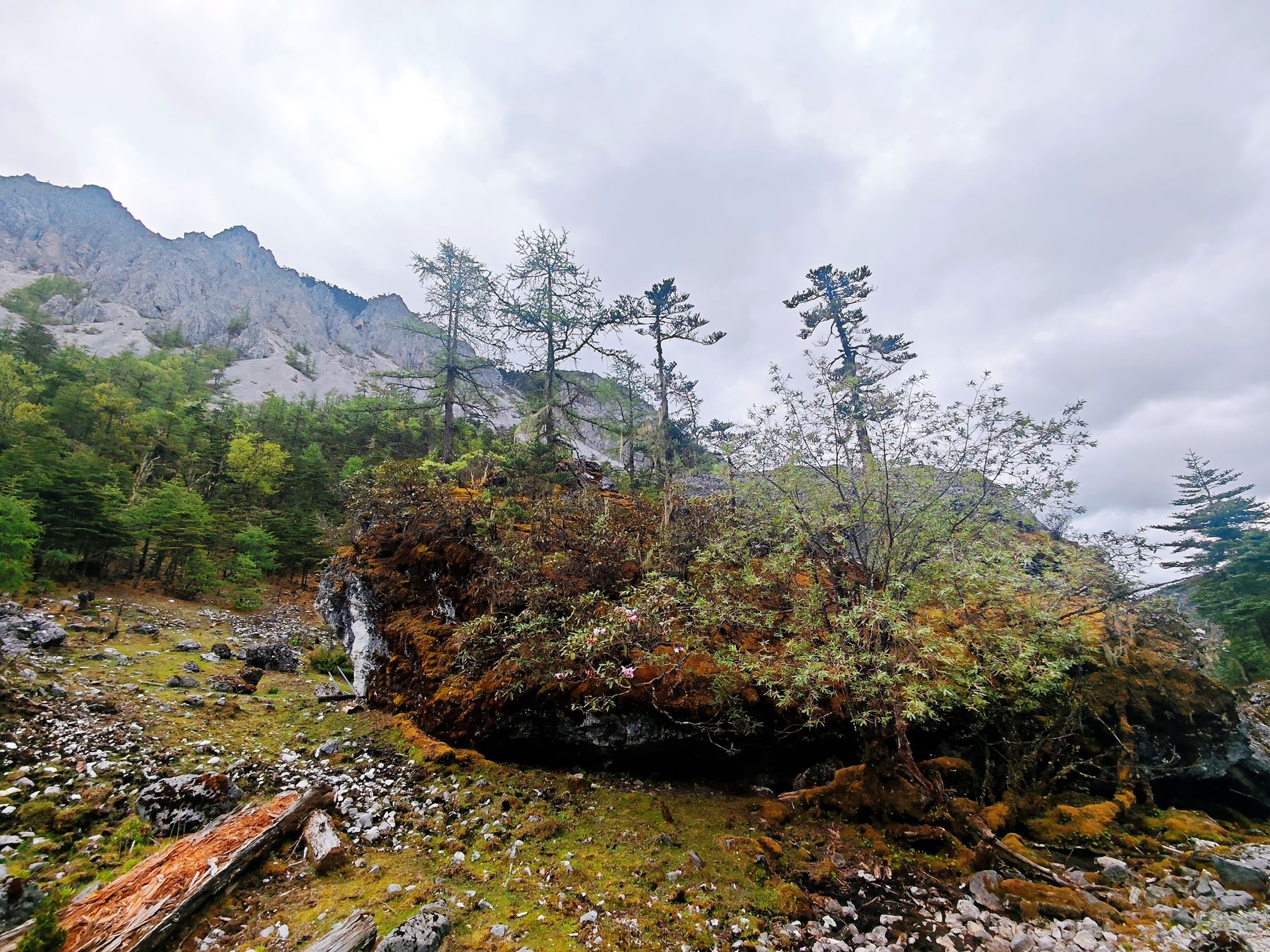 Alpine habitat at high elevation