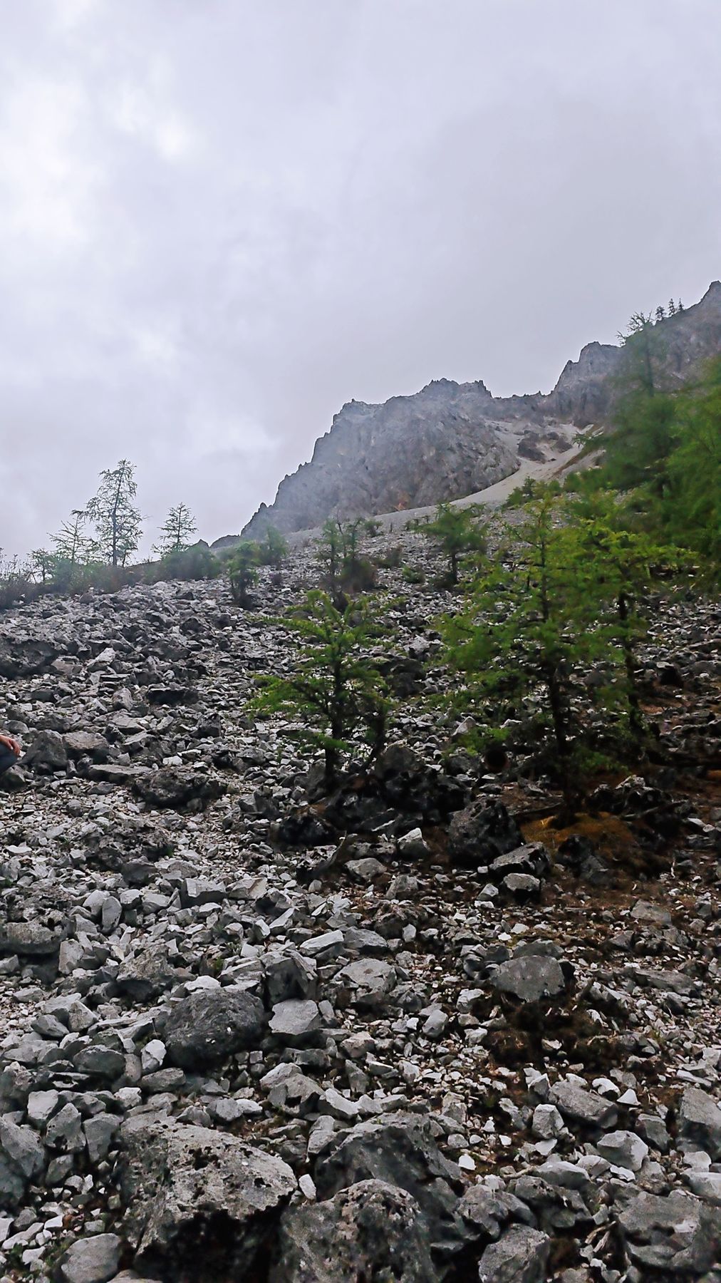 Scree slope and fir forest in cloud