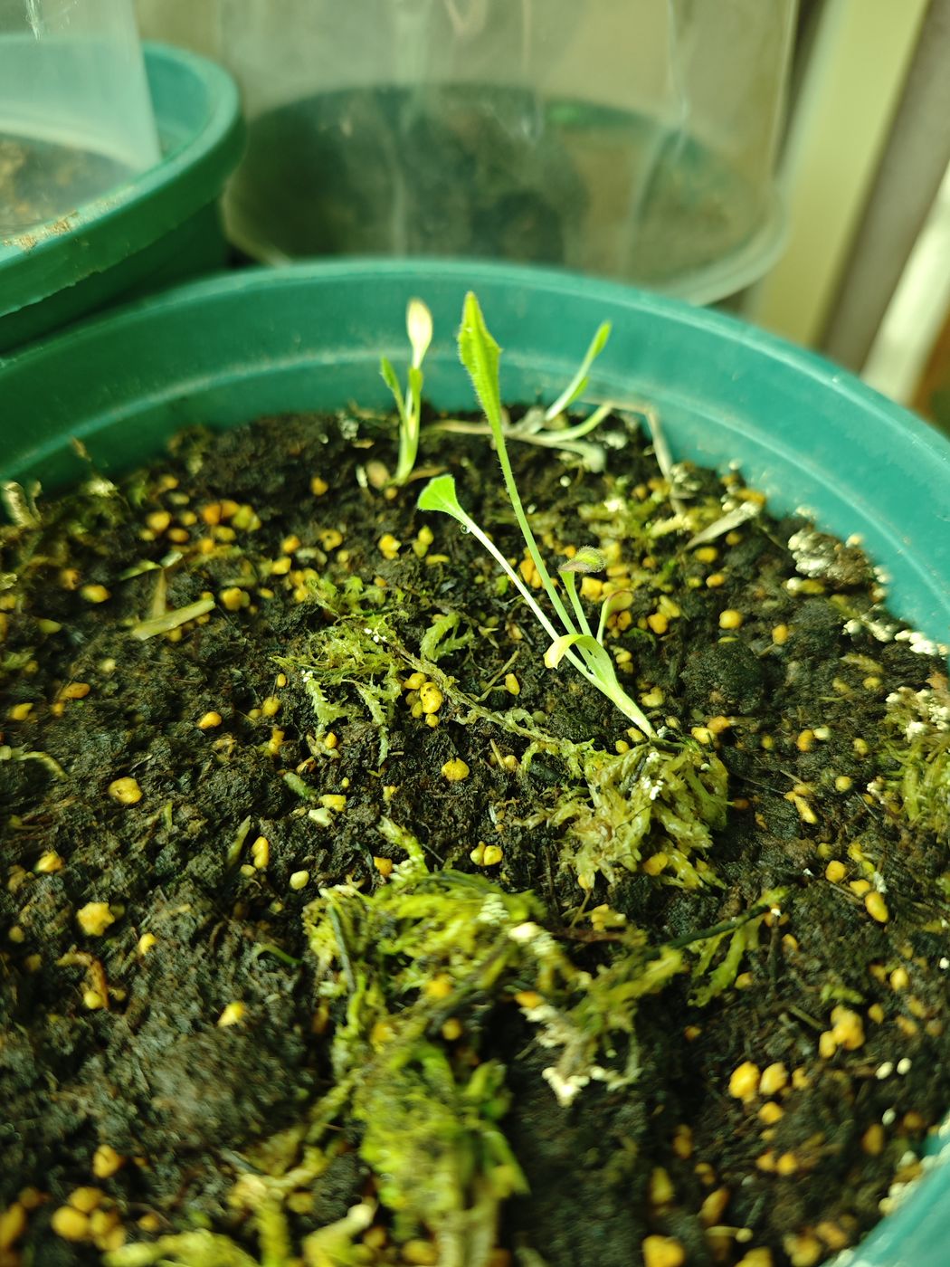 Monitoring germination