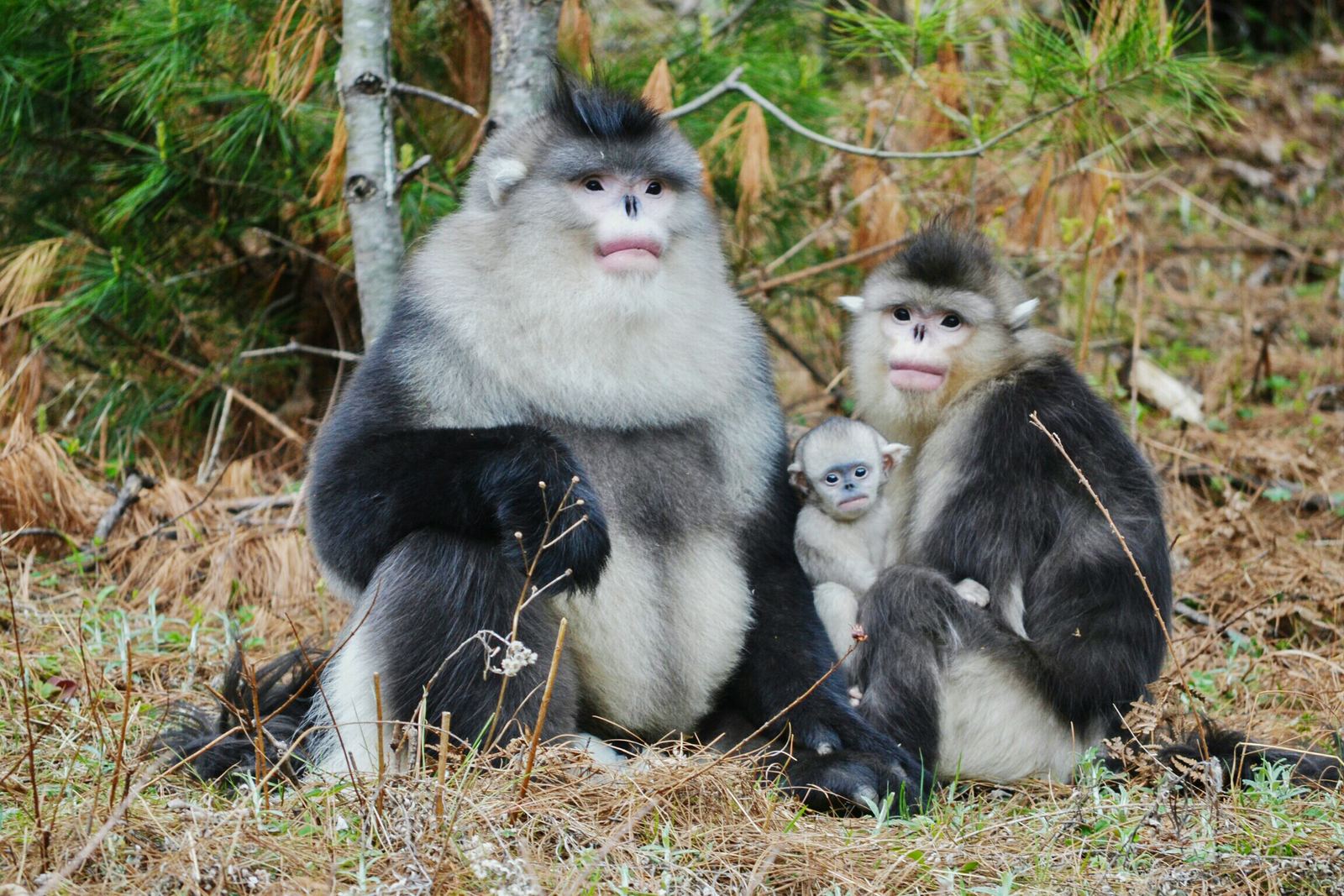 Yunnan snub-nosed monkey family