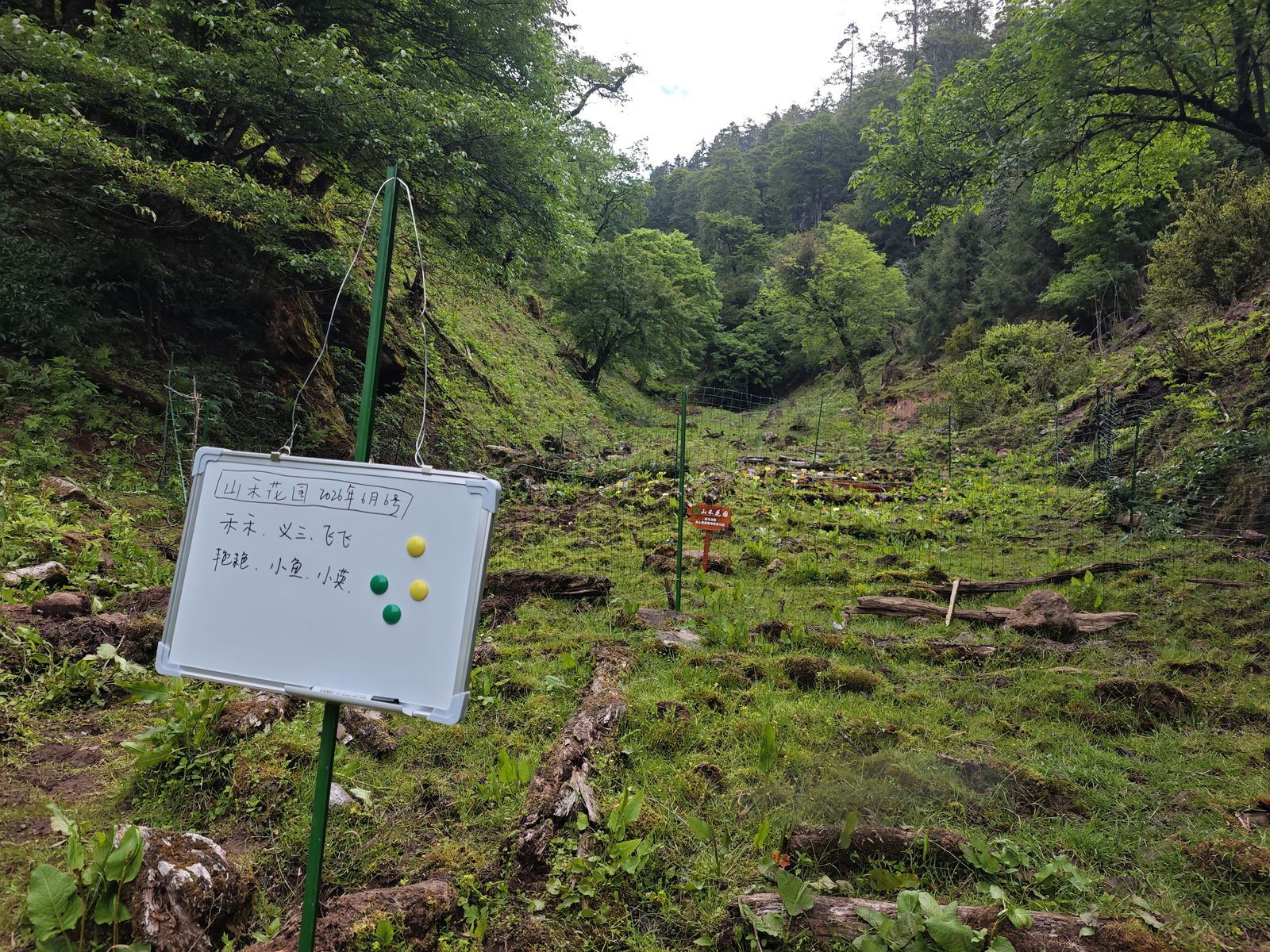 Caring for seedlings in Liju