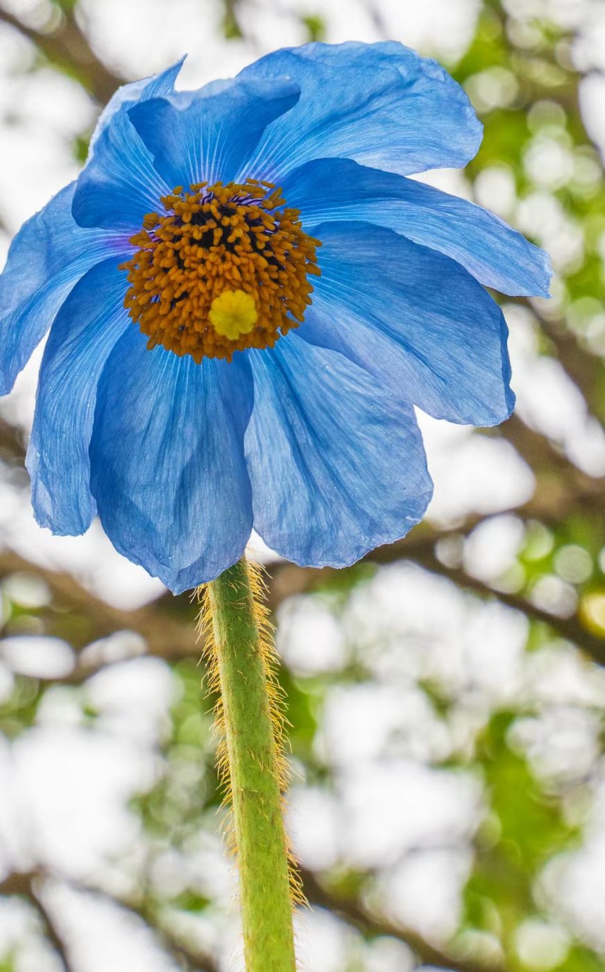 Macro photograph of a Meconopsis seed