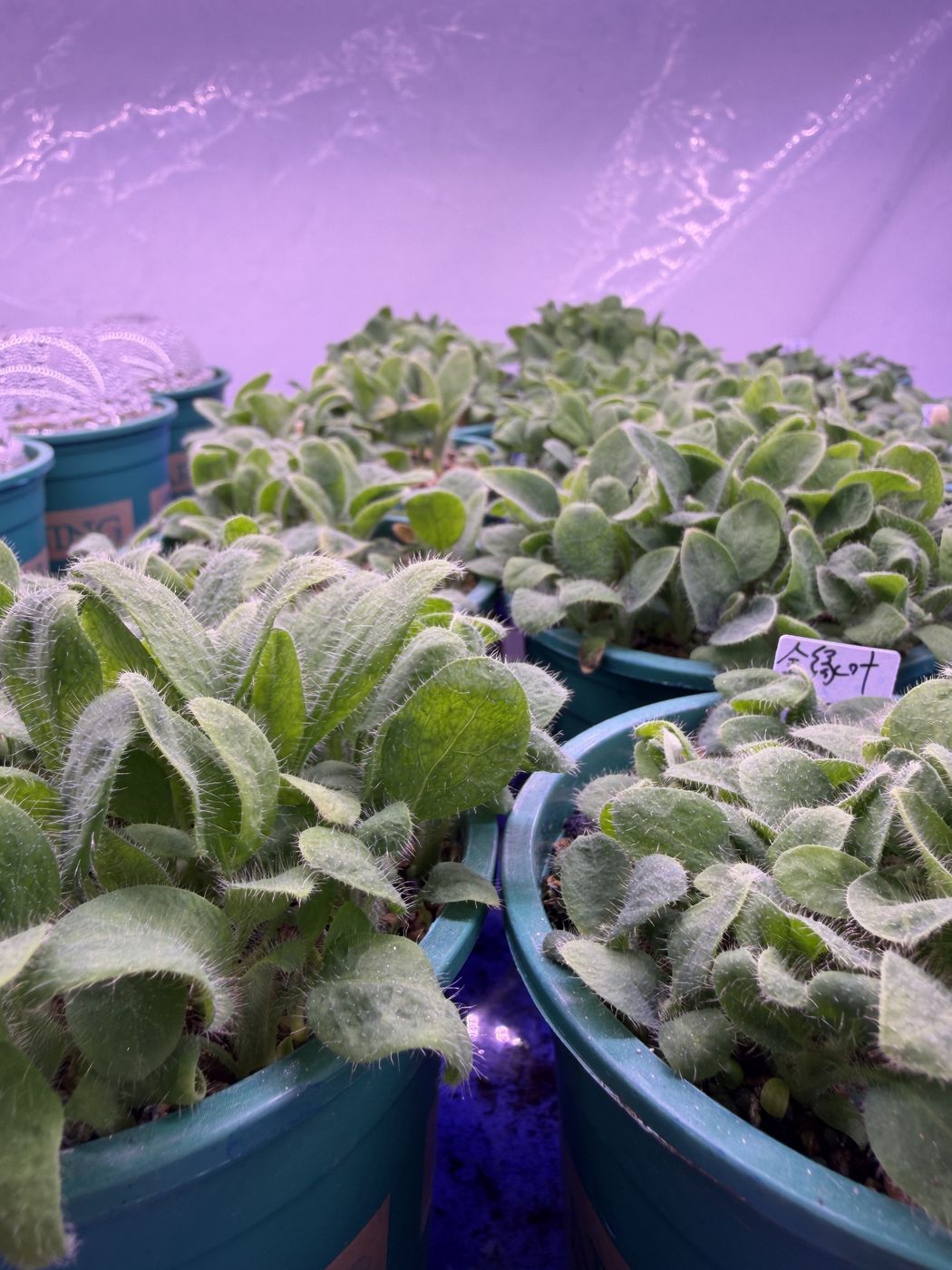 Meconopsis seedling in the laboratory
