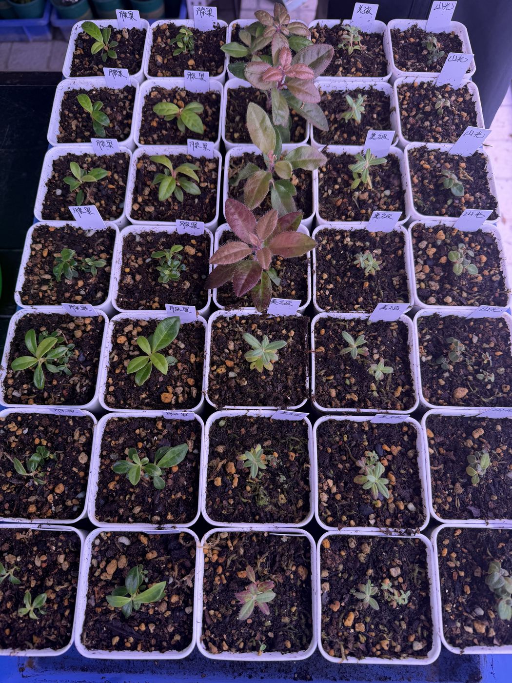 Sowing into substrate