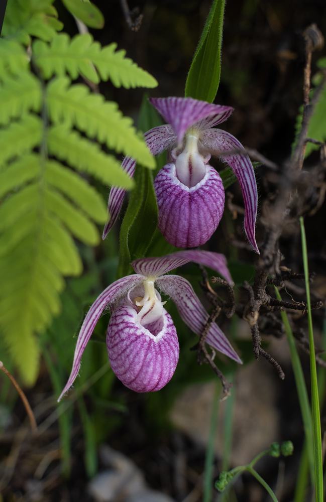 Cypripedium species