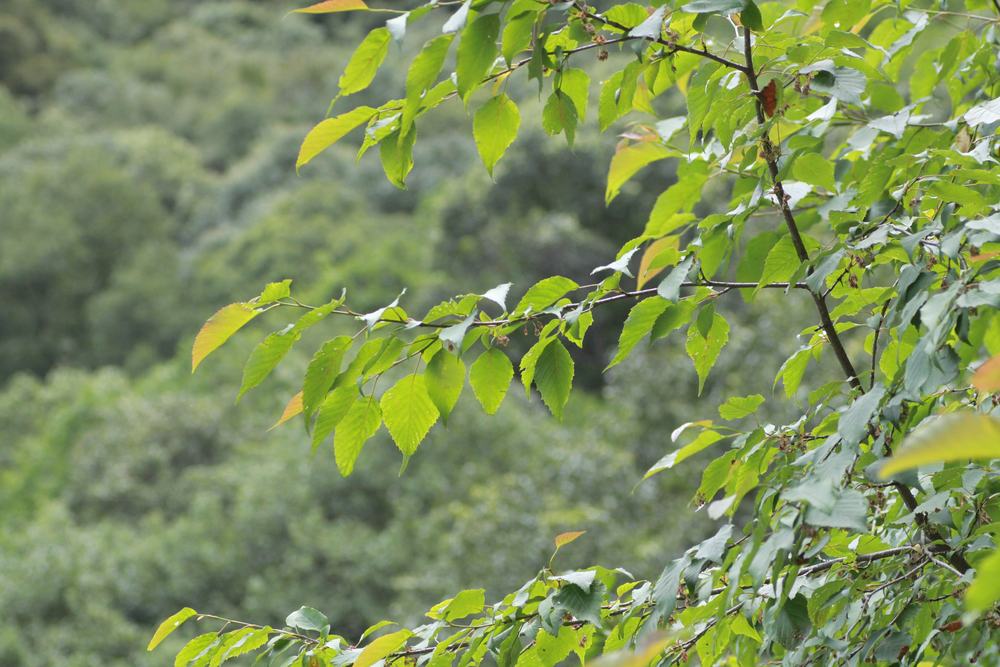 Euptelea species