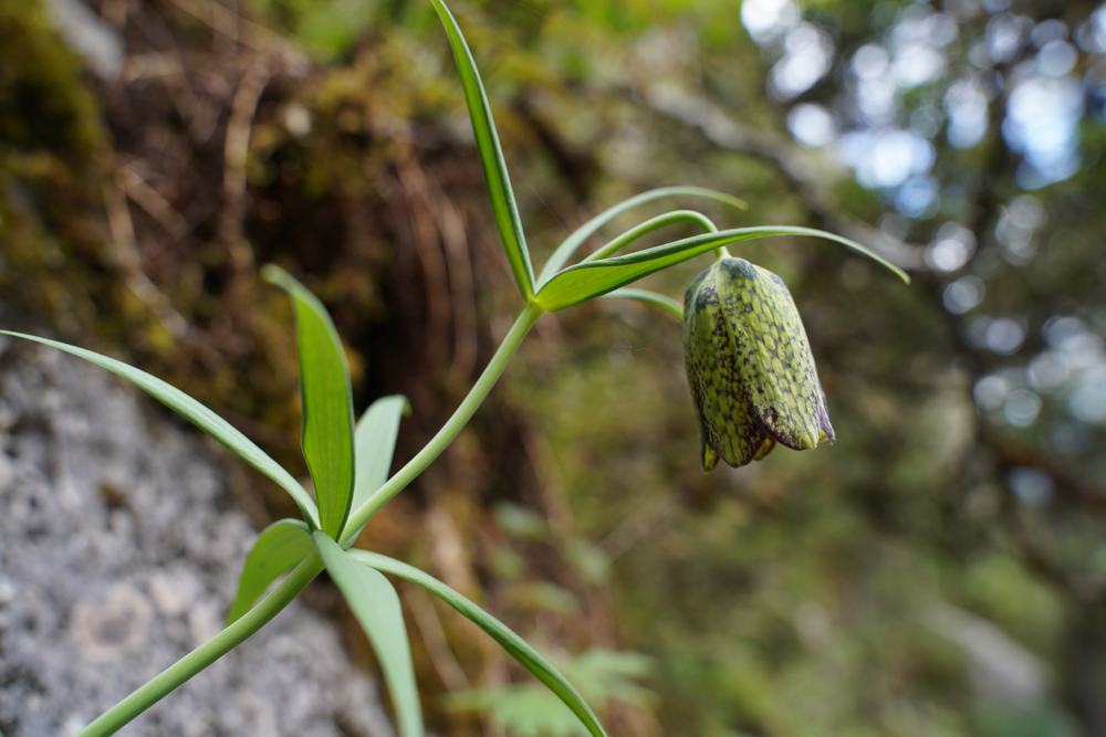 Fritillaria species