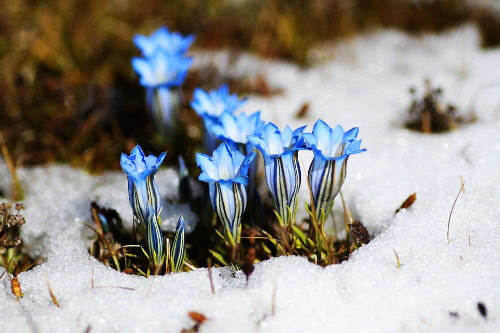 Gentiana species
