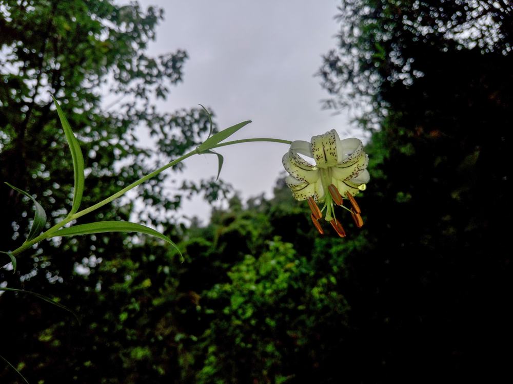 Lilium taliense