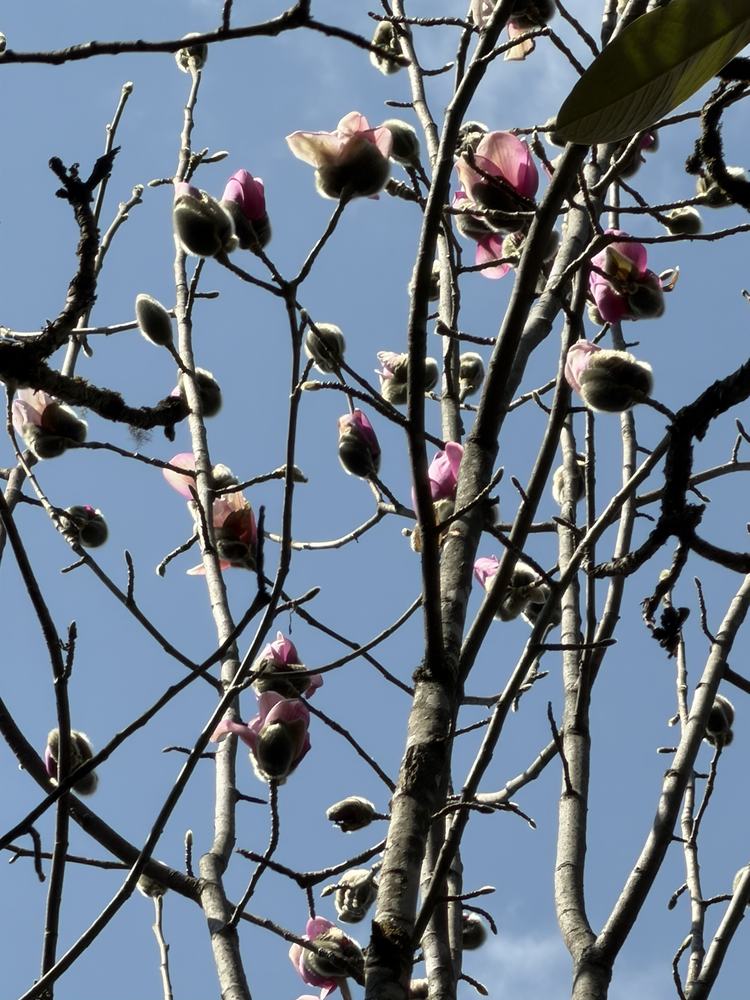 Magnolia species