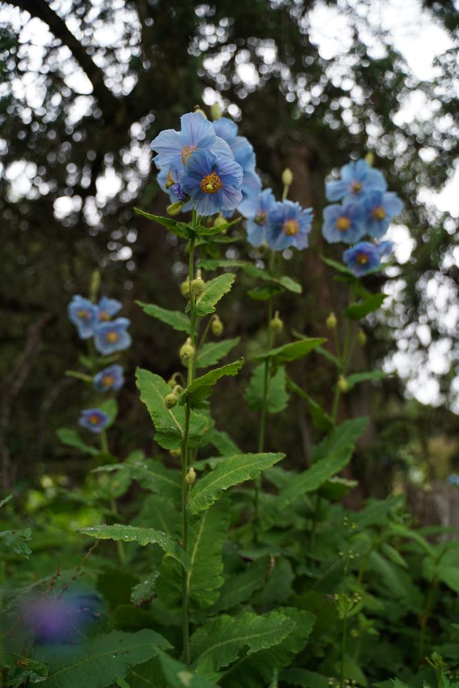 Meconopsis bella