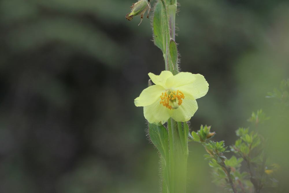 Meconopsis of the Hengduan Mountains in its habitat