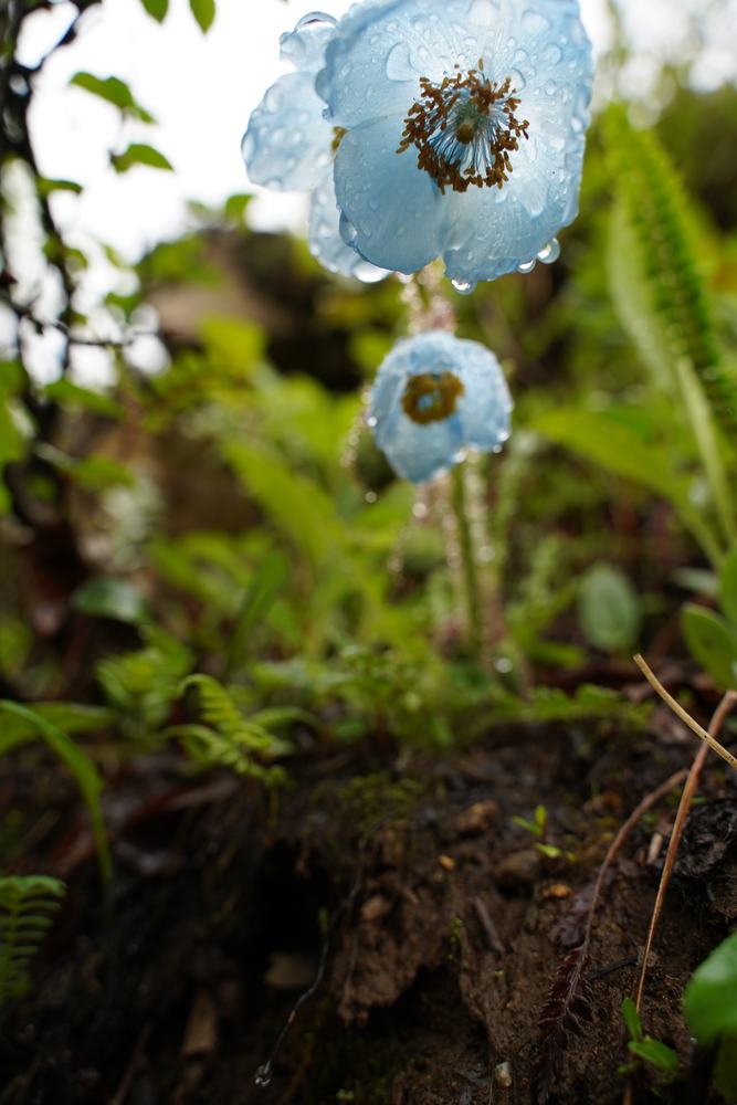 Meconopsis horridula