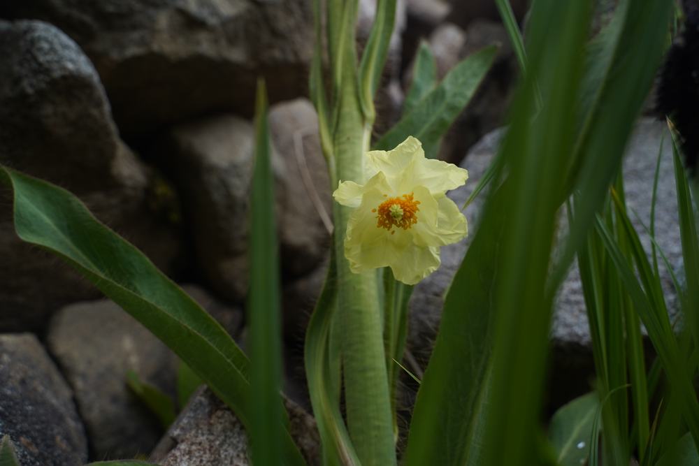 Meconopsis integrifolia