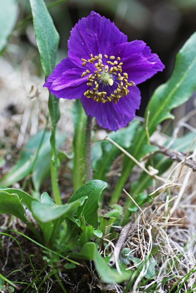 Meconopsis, long-leaved record