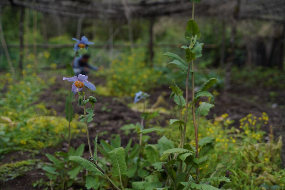 Meconopsis, blue poppy record