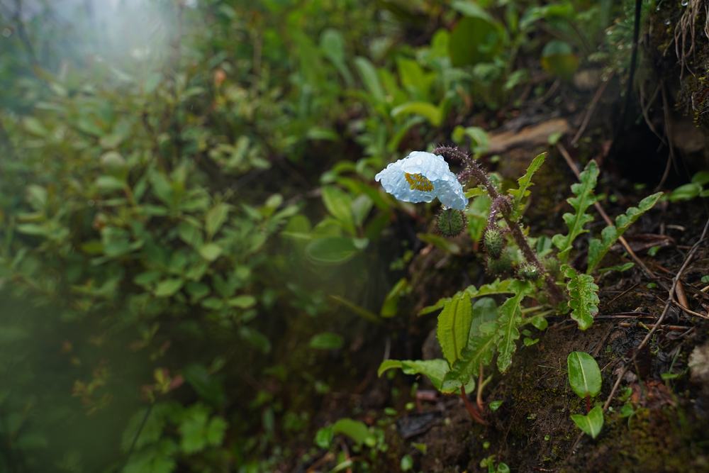 Meconopsis pseudohorridula