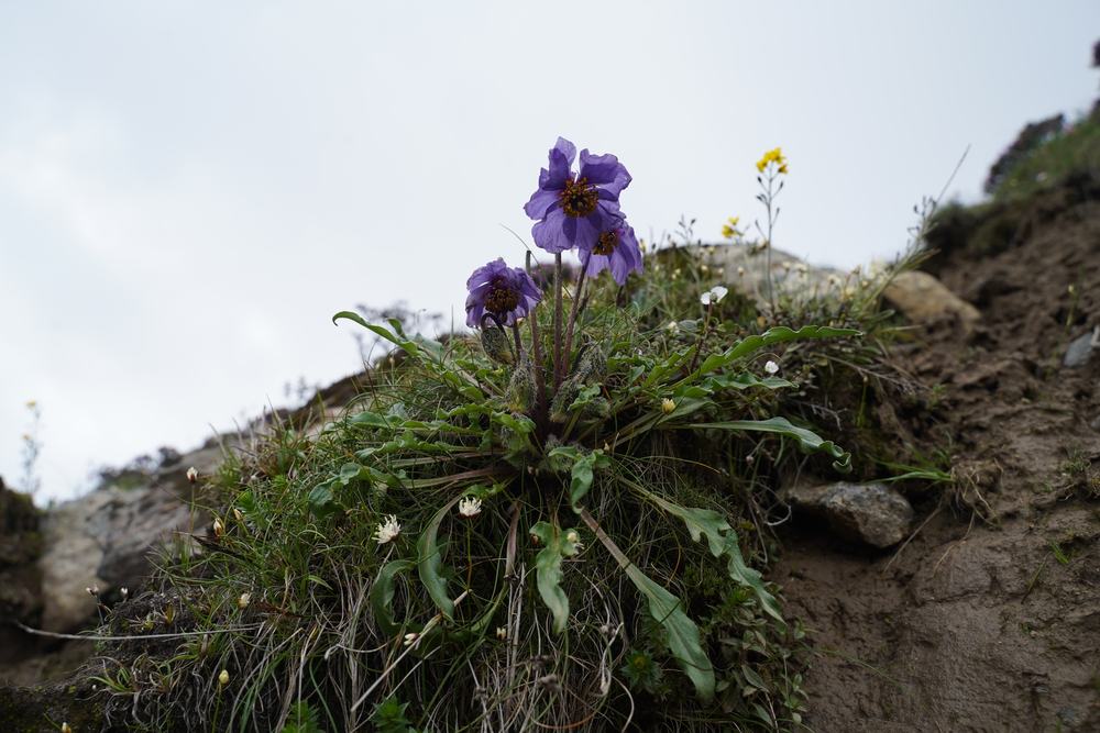 Meconopsis pseudovenusta