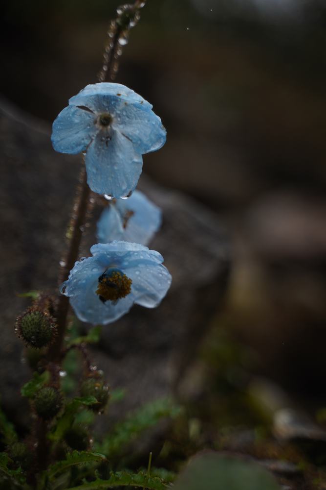 Meconopsis racemosa, field specimen