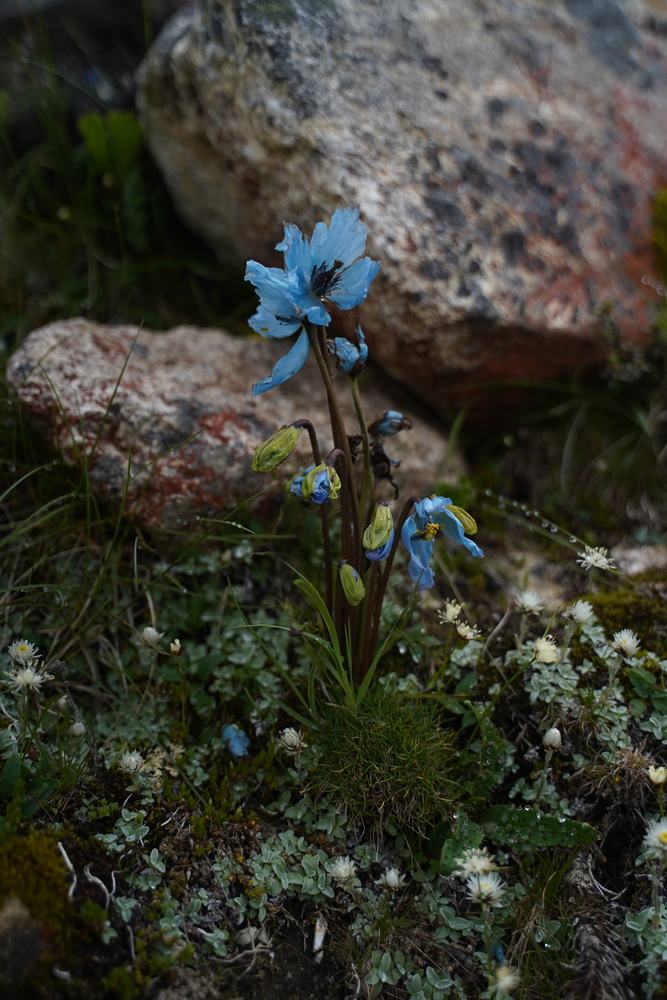 Meconopsis, blue-flowered record
