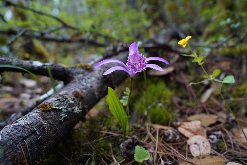 Pleione species