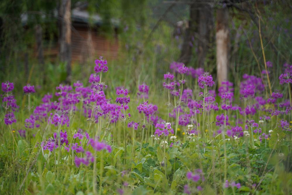 Primula secundiflora