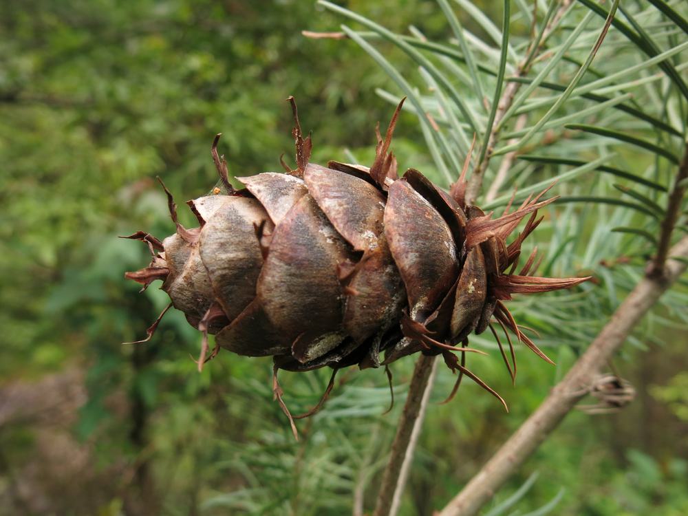 Pseudotsuga species
