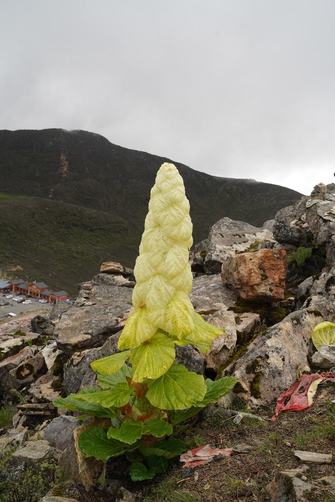 Rheum nobile at high elevation