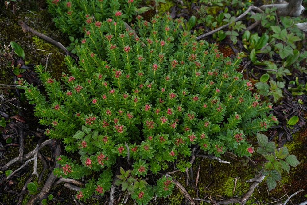 Rhodiola species