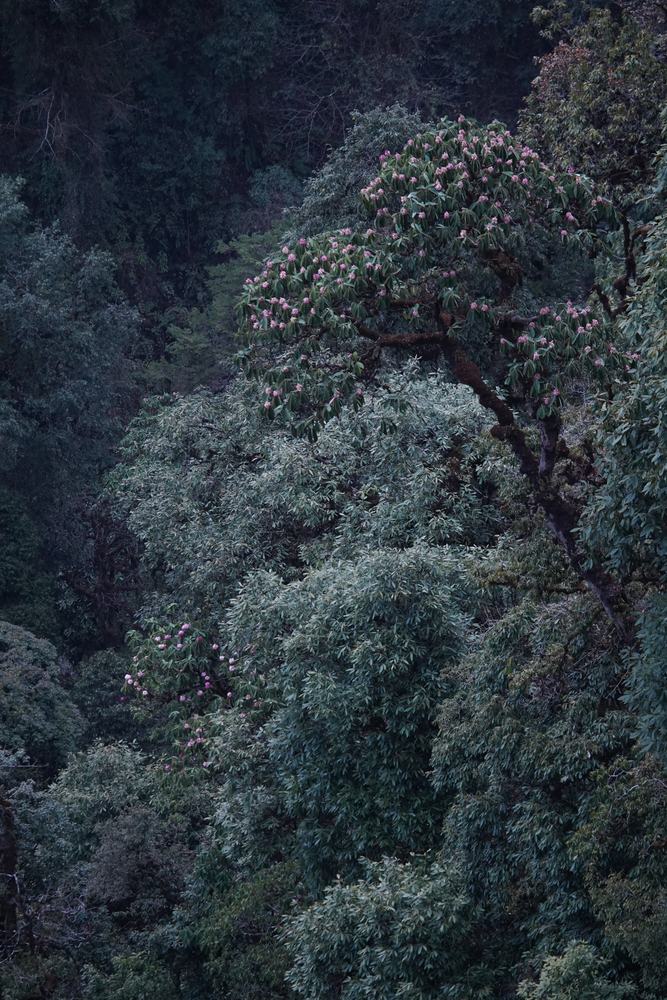 Rhododendron grande