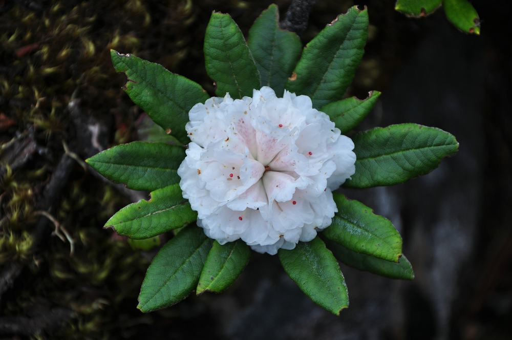 Rhododendron snowline record