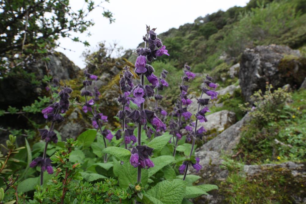 Salvia species