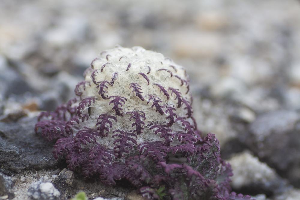 Saussurea, snow lotus record