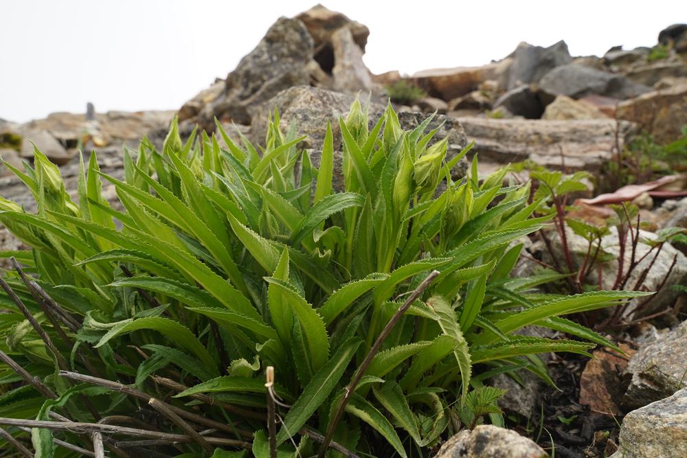 Saussurea, bract-leaved snow lotus