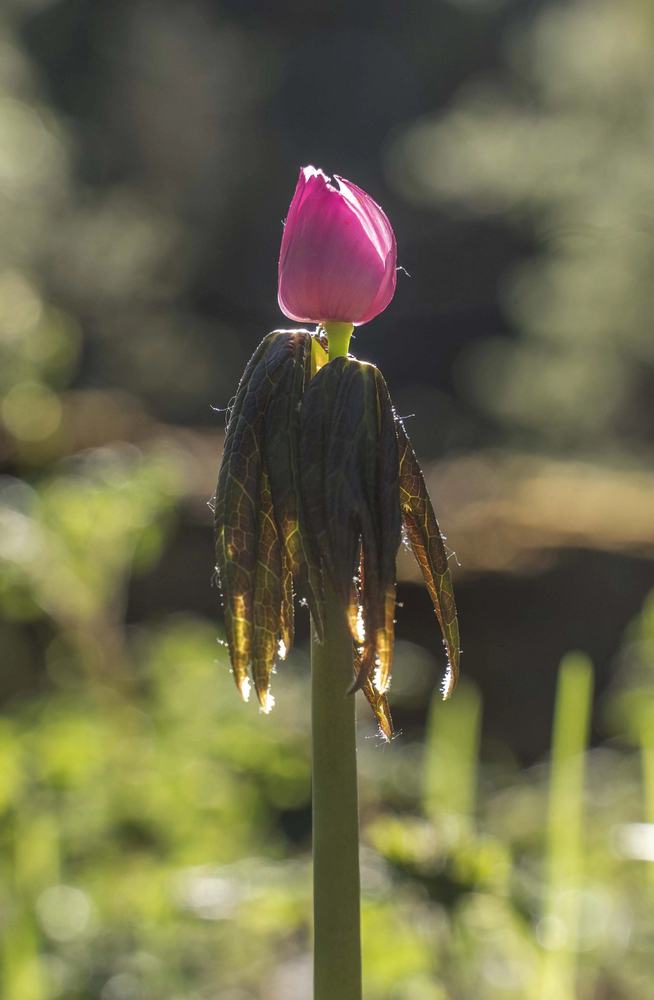Sinopodophyllum species