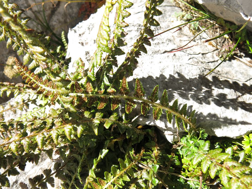 Sorolepidium species