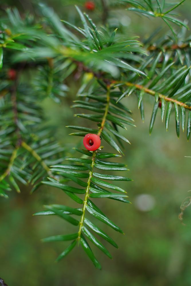 Taxus species