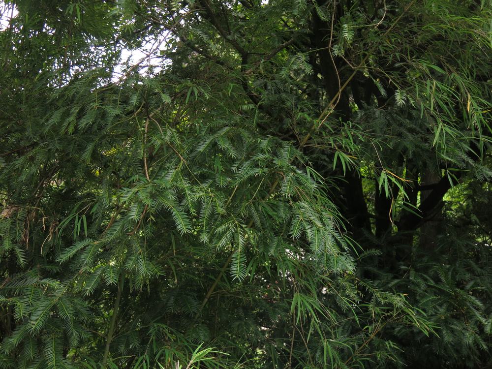 Torreya species